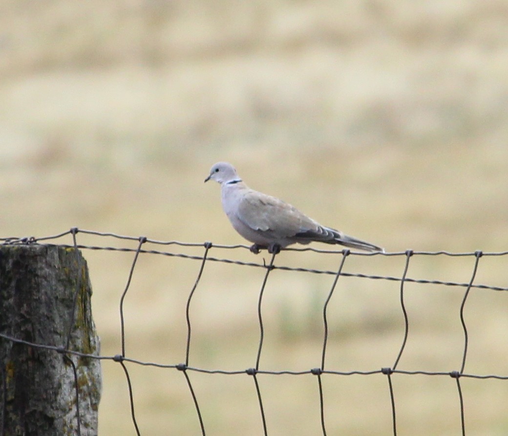 Eurasian Collared-Dove - ML32950621