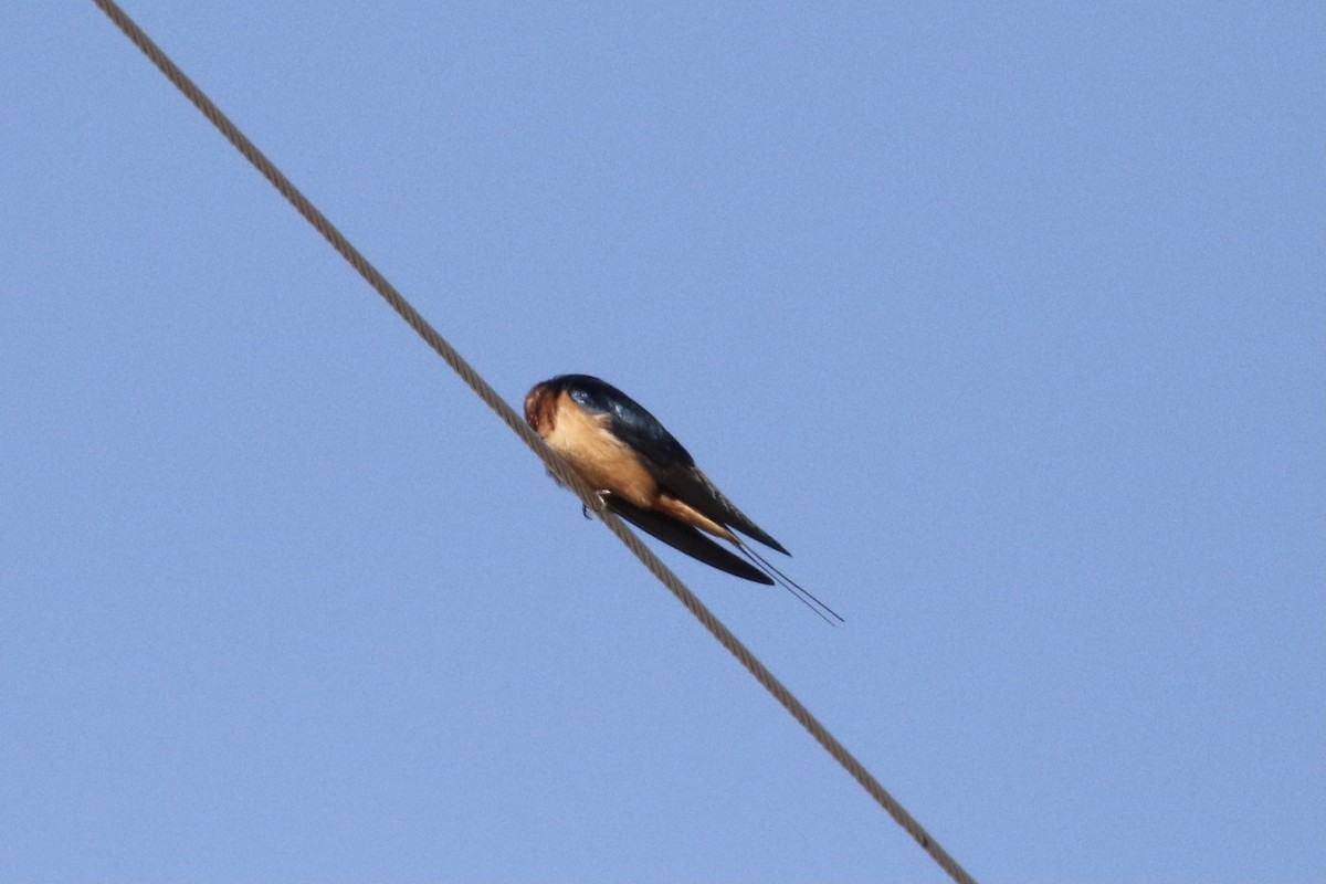 Barn Swallow - ML329506841