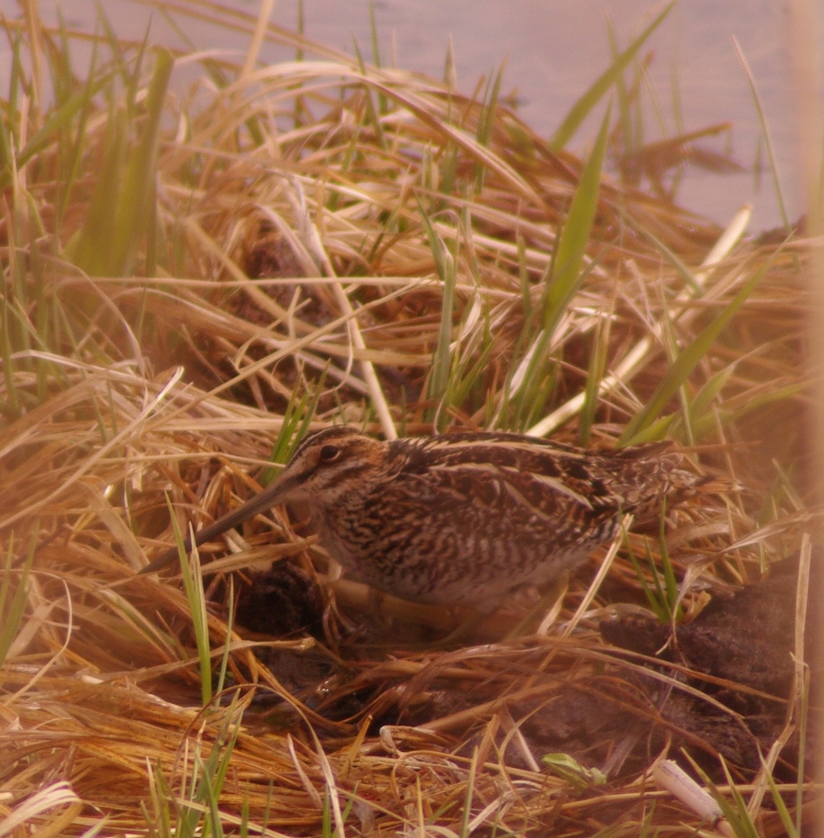 bekasina severoamerická - ML329507221