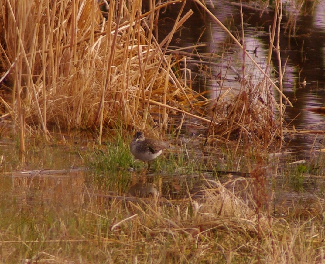 vodouš samotářský - ML329507401