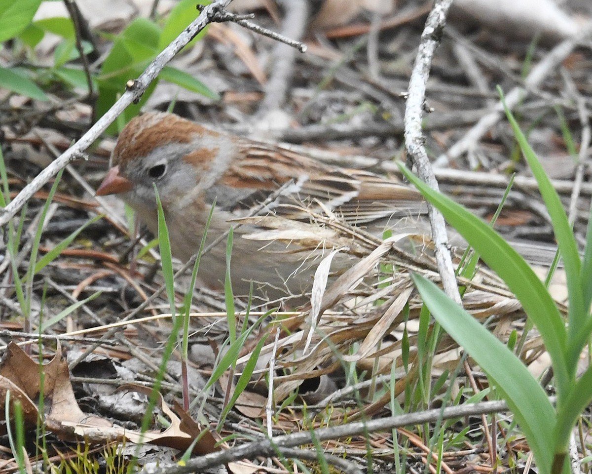 Field Sparrow - ML329507881