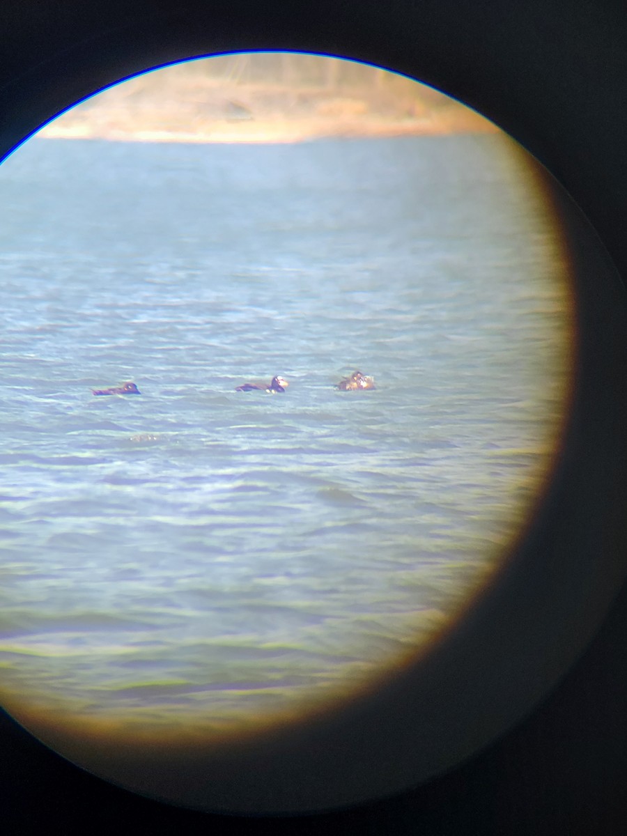 Surf Scoter - Jordan Parrott