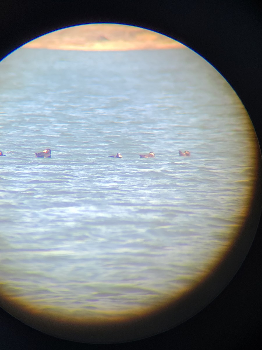 Surf Scoter - Jordan Parrott