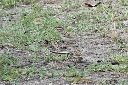 Clay-colored Sparrow - ML329511041