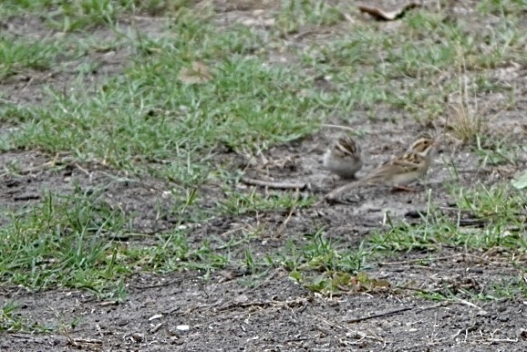 Clay-colored Sparrow - ML329511051