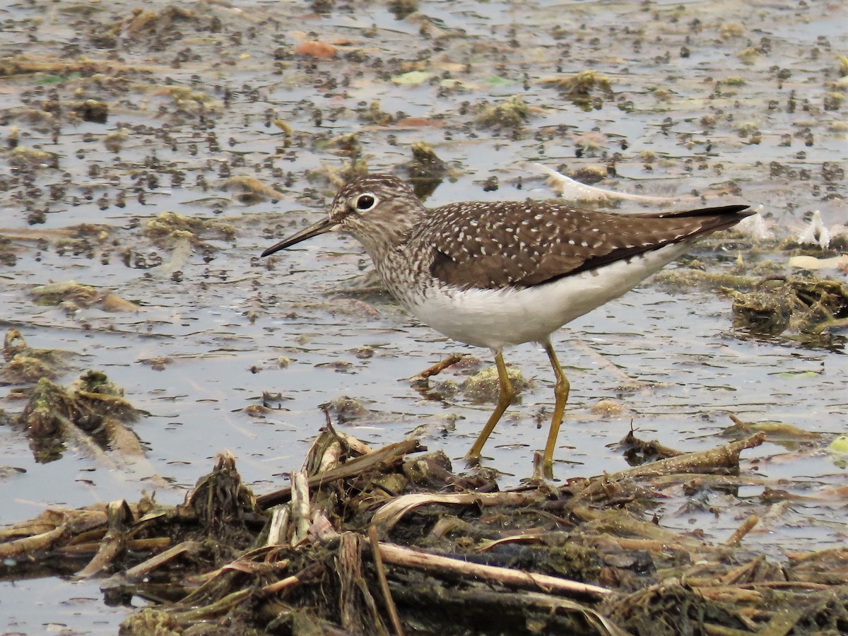 Solitary Sandpiper - ML329511251