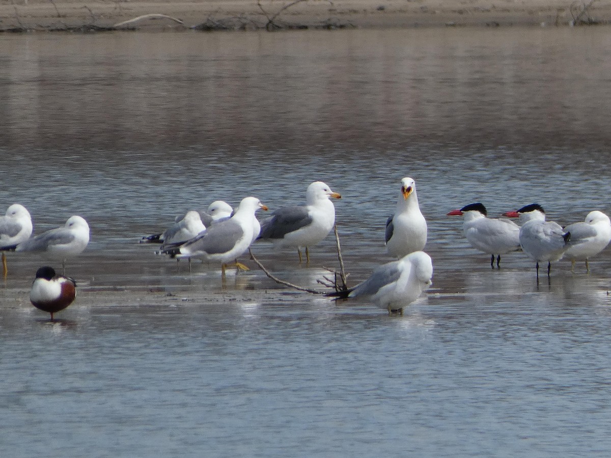 Gaviota Californiana - ML329511741