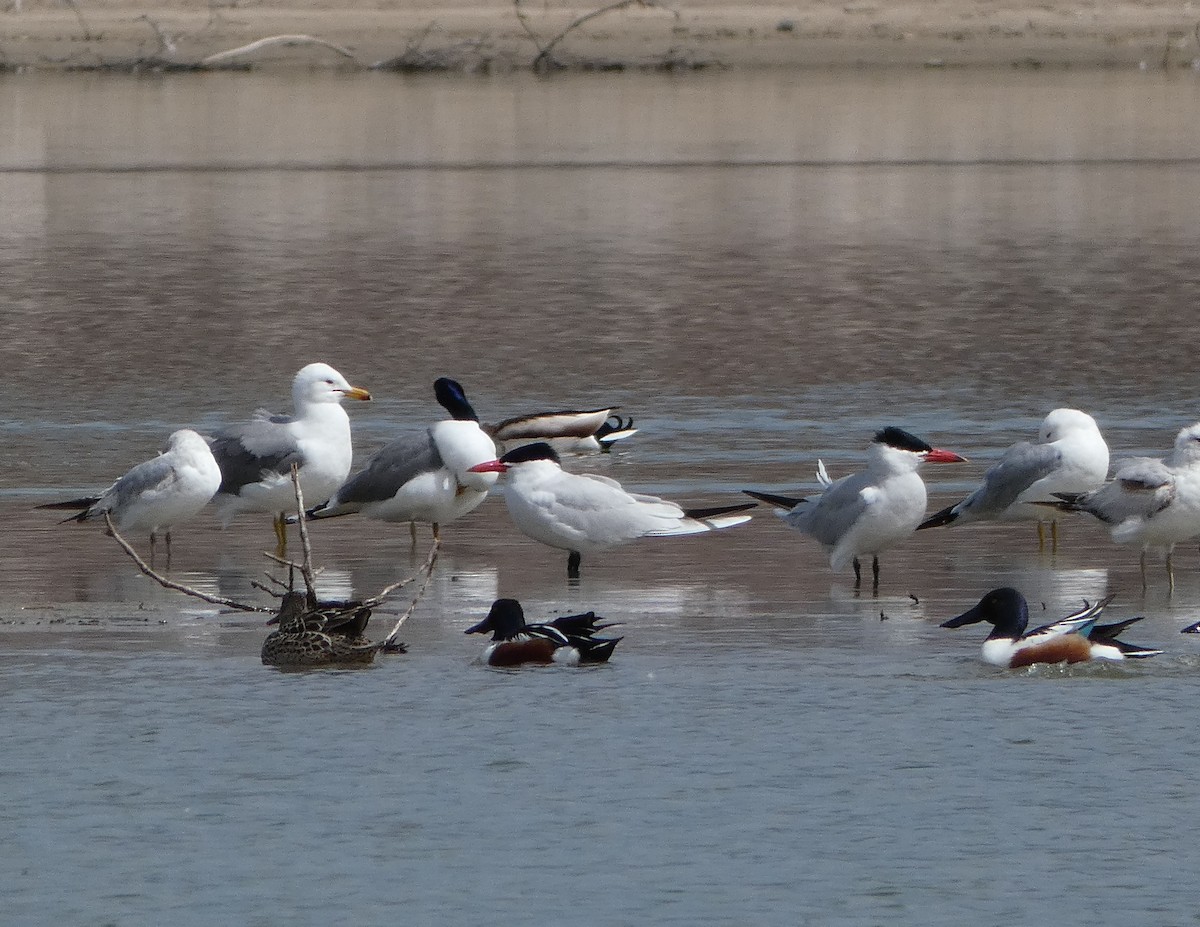 Caspian Tern - Lisa Villiere