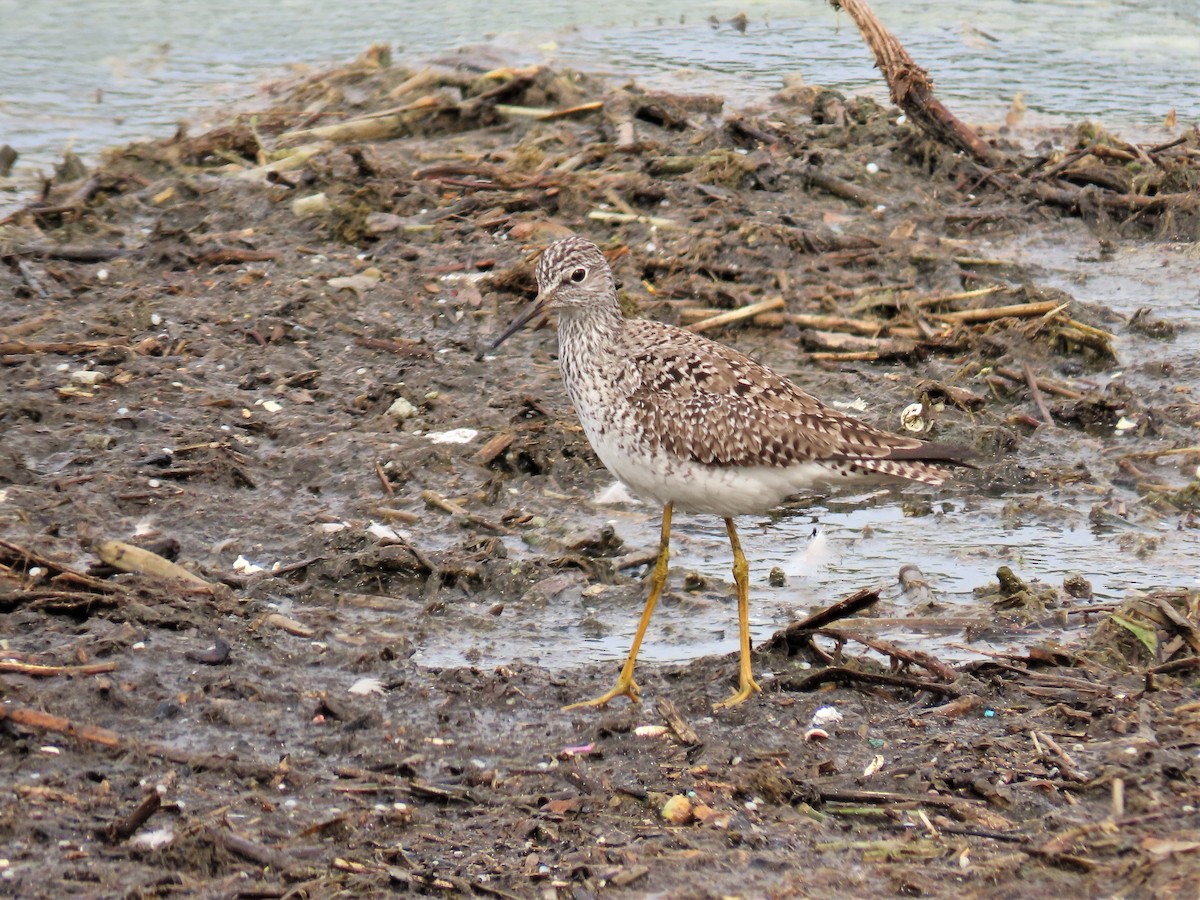 Lesser Yellowlegs - ML329511921