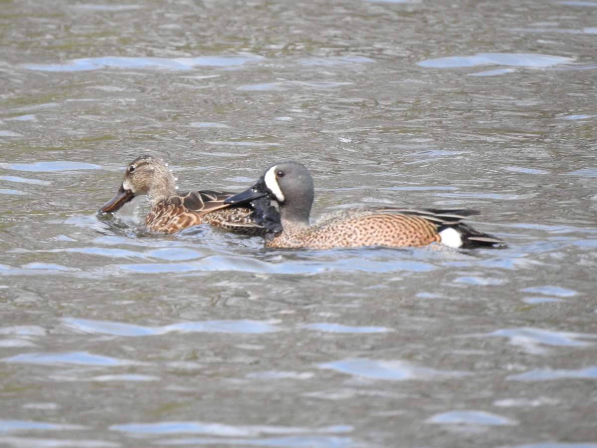 Blue-winged Teal - ML329512831