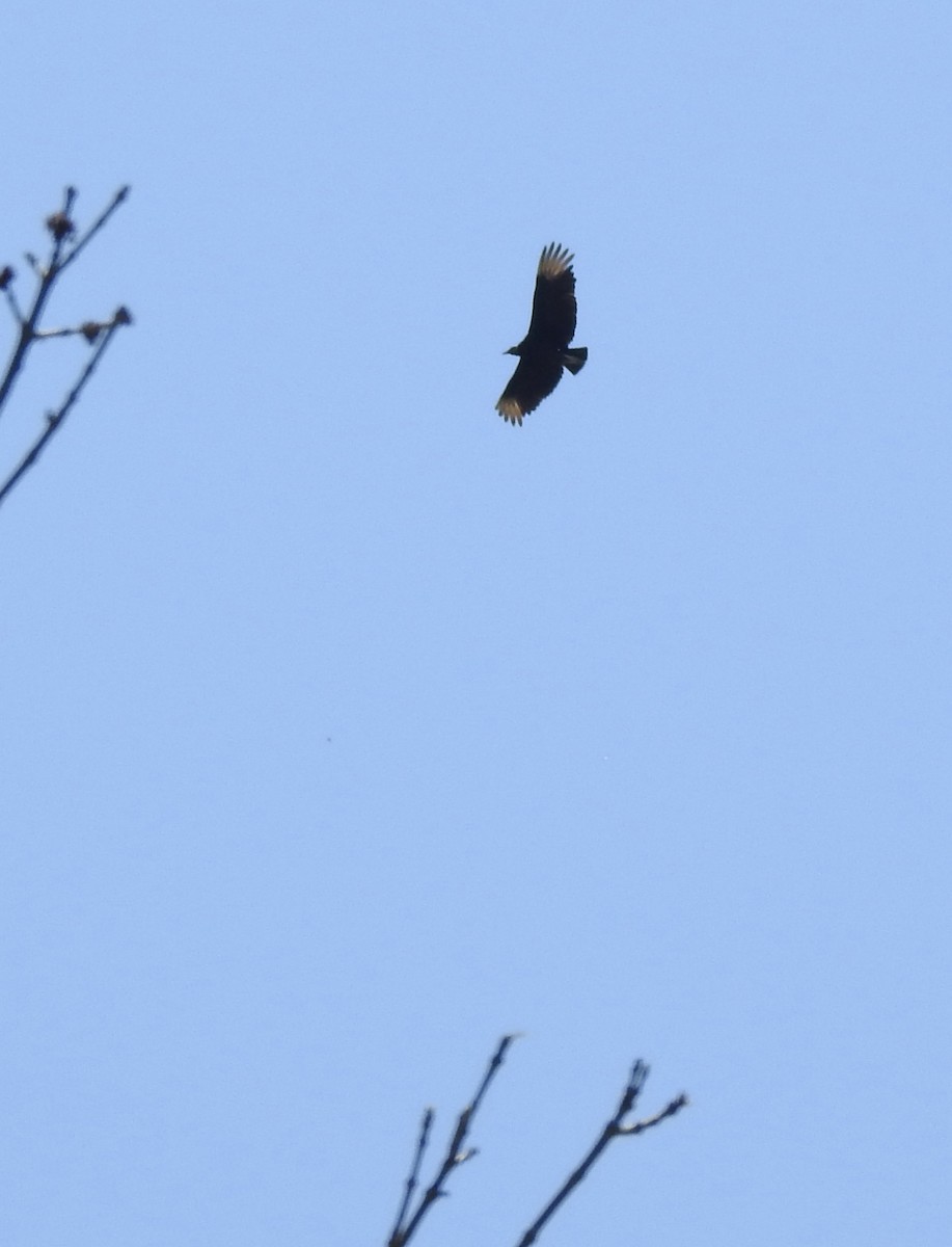 Black Vulture - ML329515061