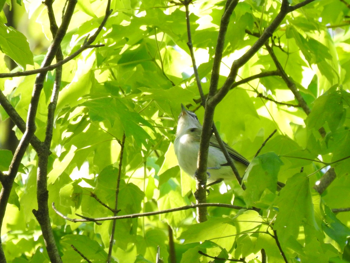 Red-eyed Vireo - ML329515891