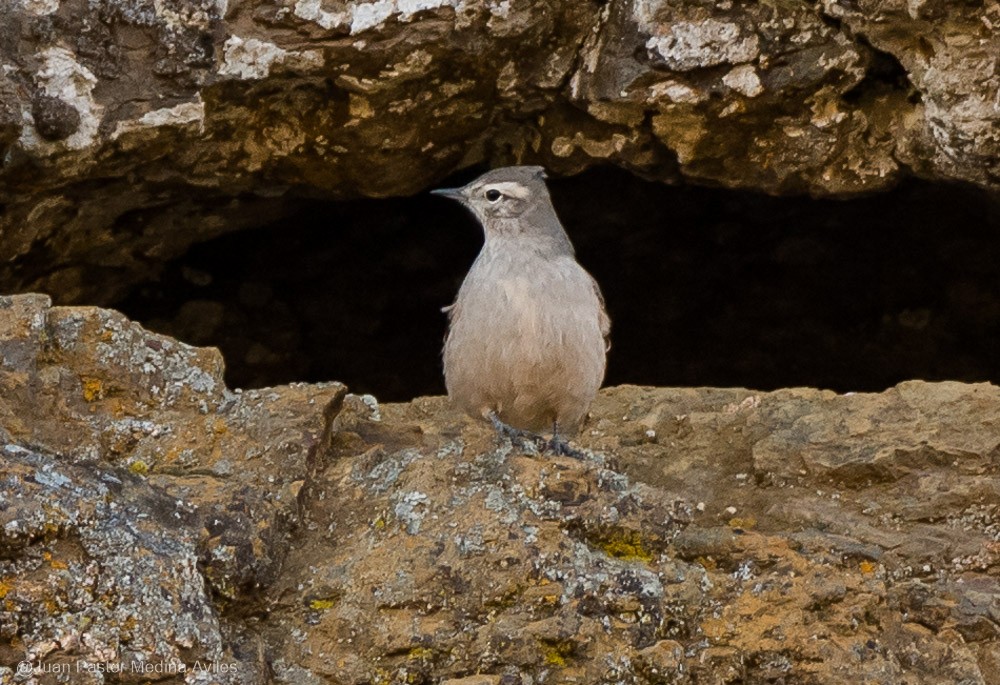 Rufous-banded Miner - Juan Pastor Medina Avilés