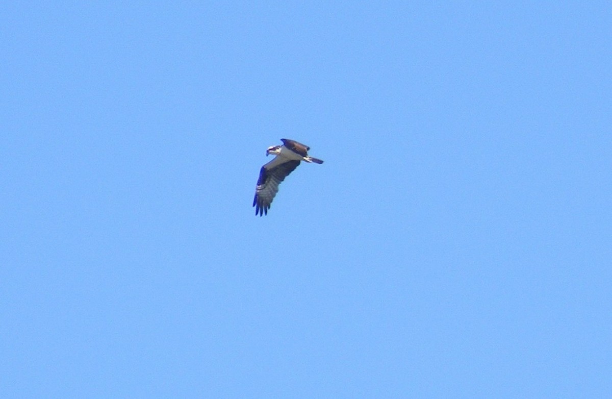 Osprey - ML32951611