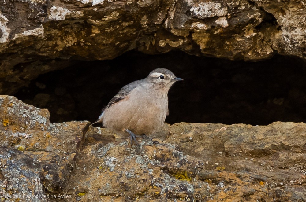 Rufous-banded Miner - Juan Pastor Medina Avilés