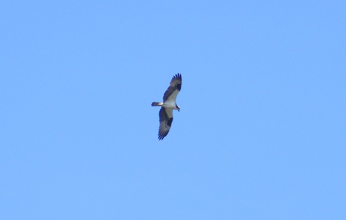 Osprey - ML32951621