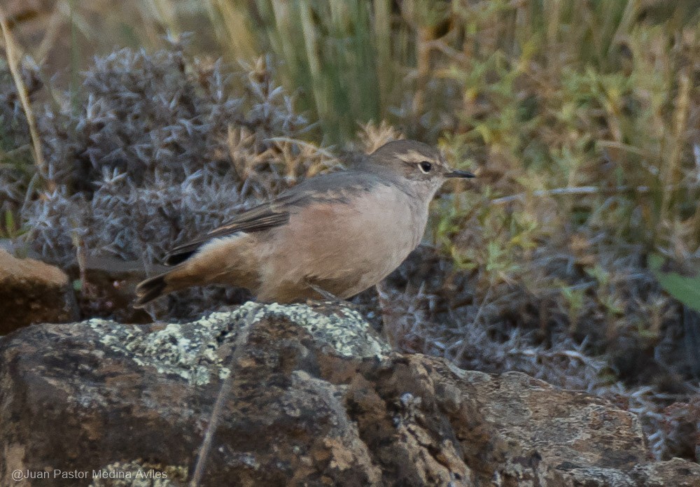 Rufous-banded Miner - Juan Pastor Medina Avilés