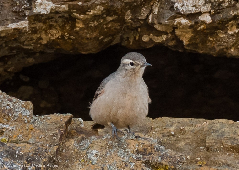 Rufous-banded Miner - Juan Pastor Medina Avilés