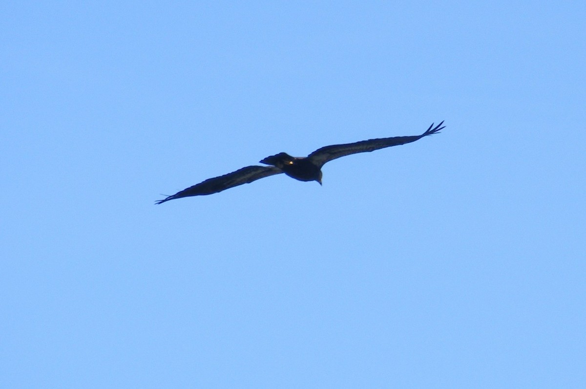 Bald Eagle - ML32951701