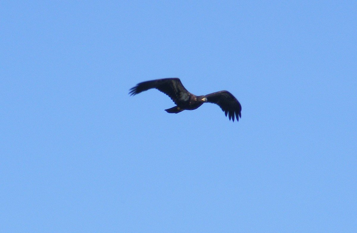 Bald Eagle - ML32951711