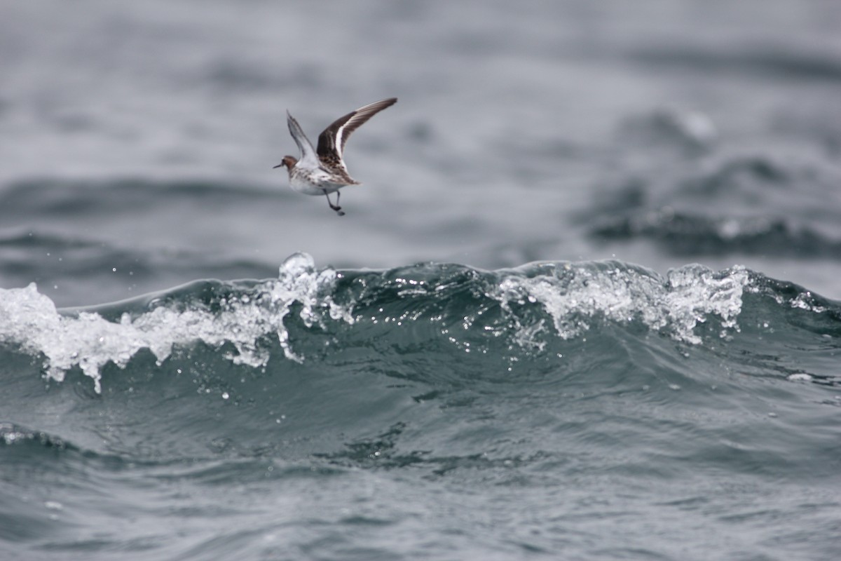 Red-necked Phalarope - ML329518311