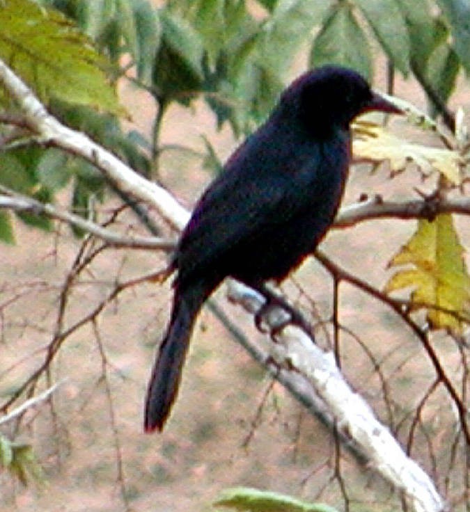 Melodious Blackbird - ML329519091