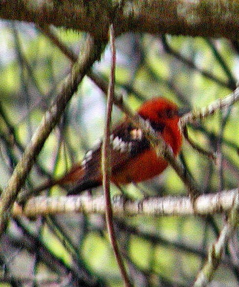 Flame-colored Tanager - ML329520041