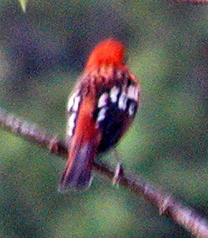 Flame-colored Tanager - ML329520051