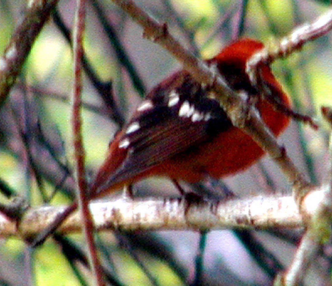 Flame-colored Tanager - ML329520061