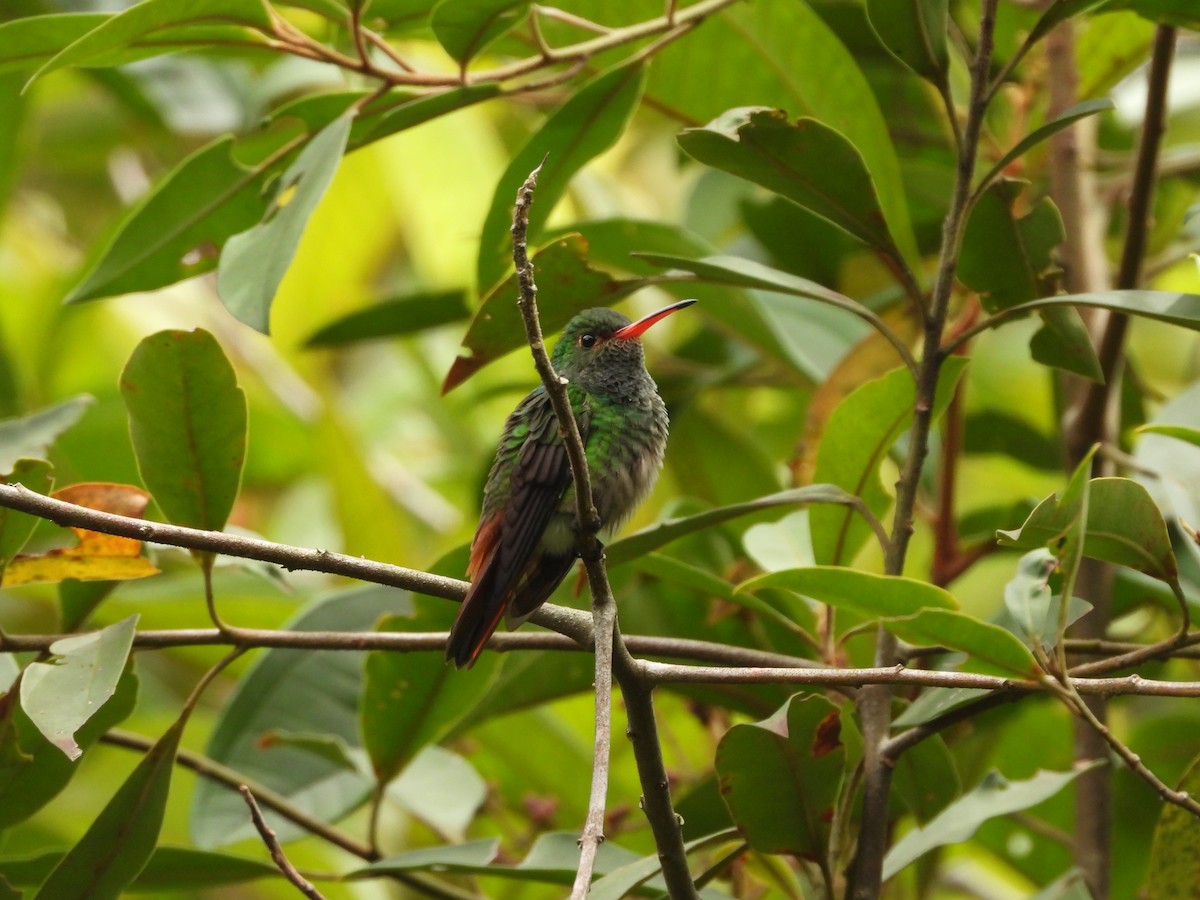 Rufous-tailed Hummingbird - ML329521411