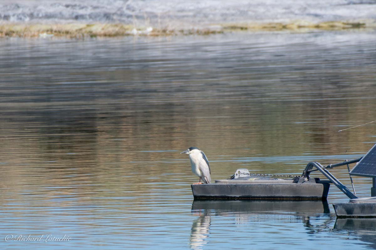 Black-crowned Night Heron - Richard Latuchie