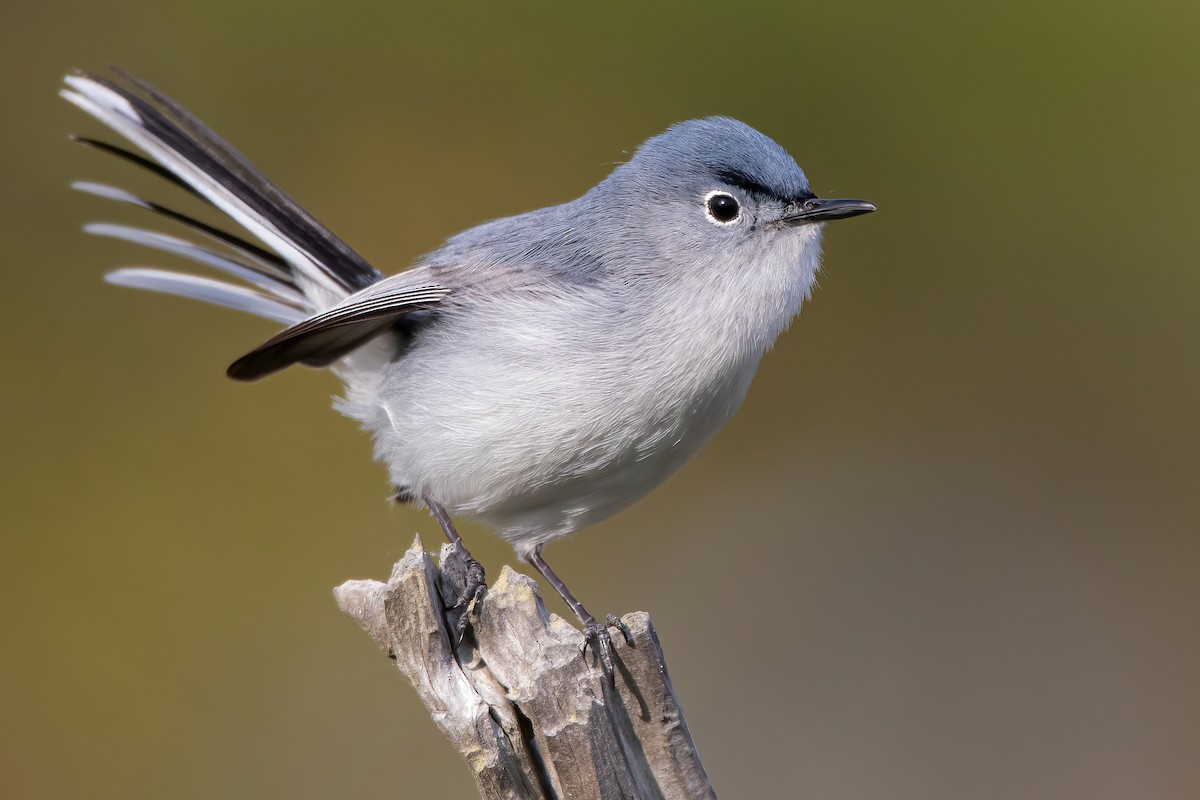 Blue-gray Gnatcatcher - ML329524681