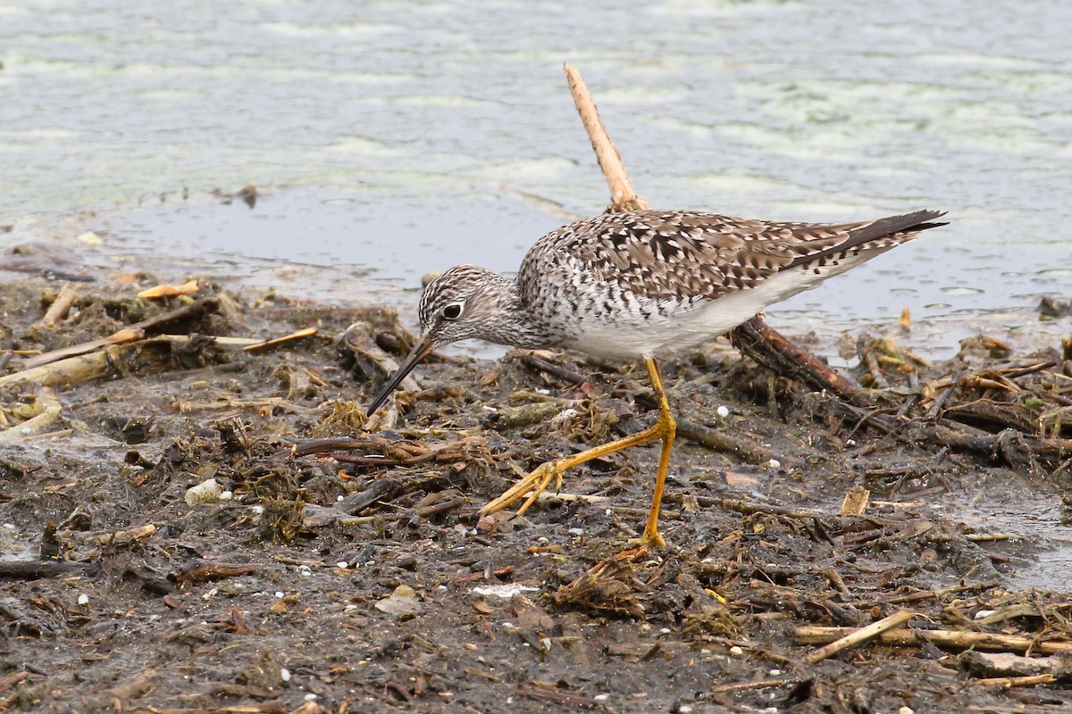 Lesser Yellowlegs - ML329528931