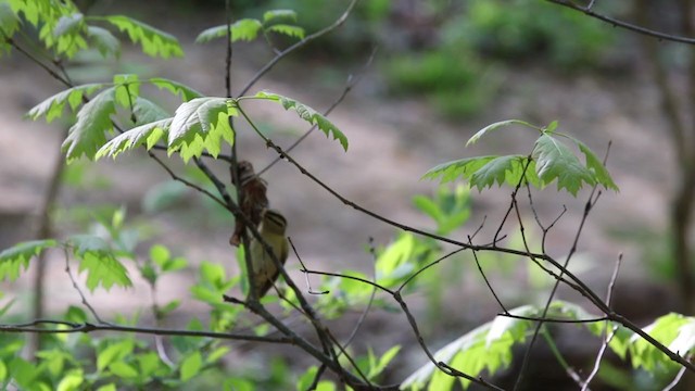 Worm-eating Warbler - ML329528991