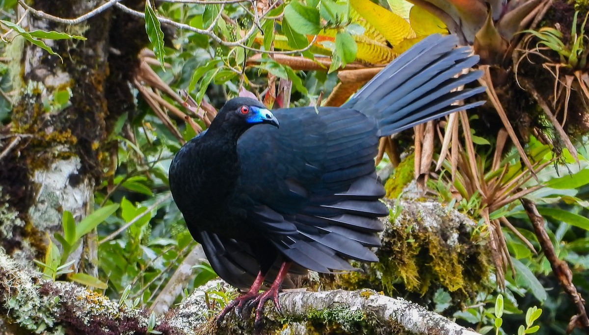 Schwarzguan - ML329529531