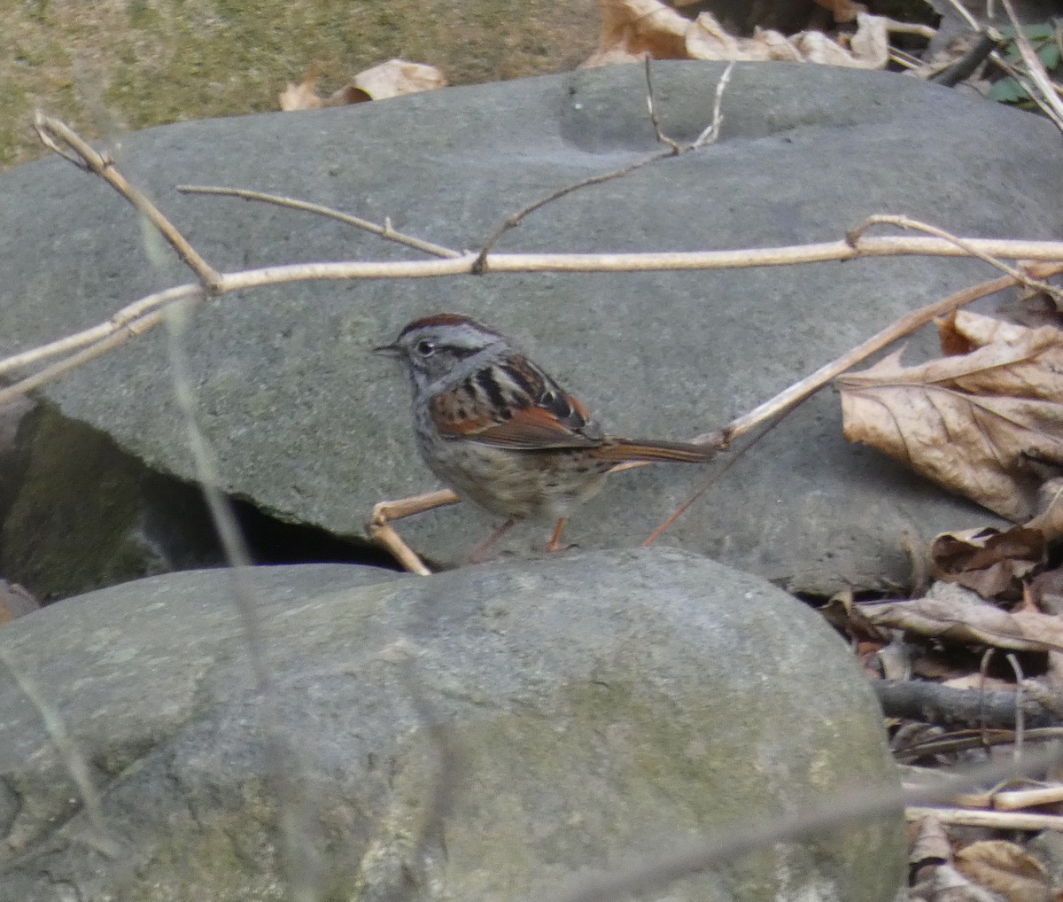 Swamp Sparrow - ML329530071