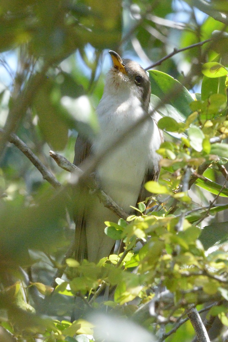 Yellow-billed Cuckoo - James Chapman