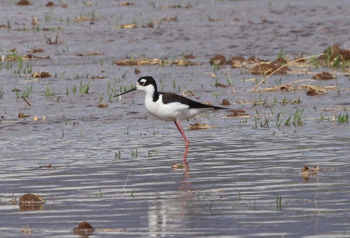 Black-necked Stilt - ML329533851