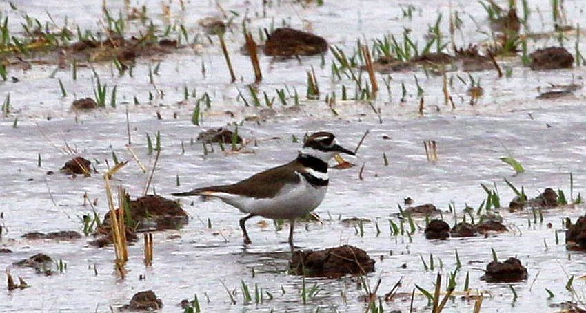 Killdeer - ML329533981