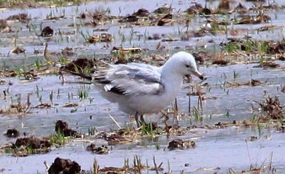 Ring-billed Gull - ML329534601