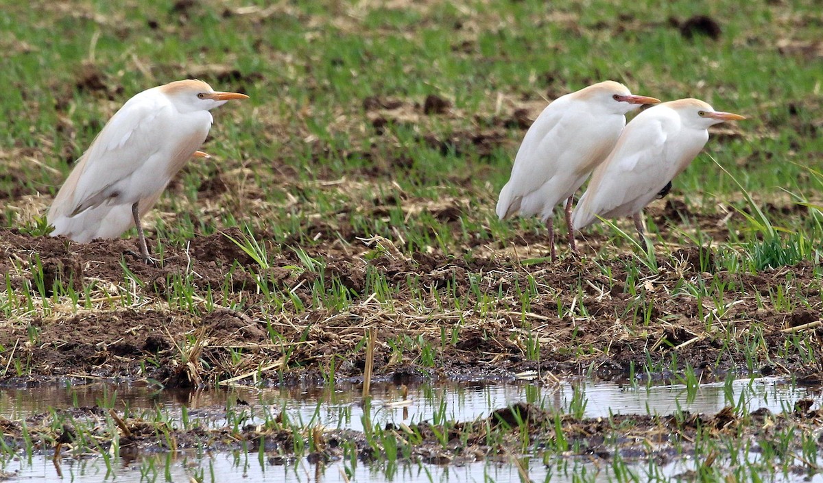 Western Cattle Egret - Susan Hunter