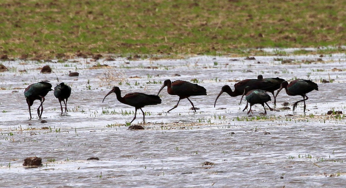 Ibis à face blanche - ML329534801