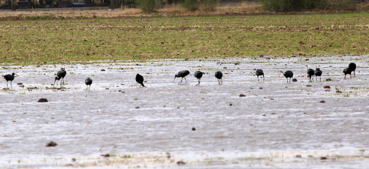 White-faced Ibis - ML329534831