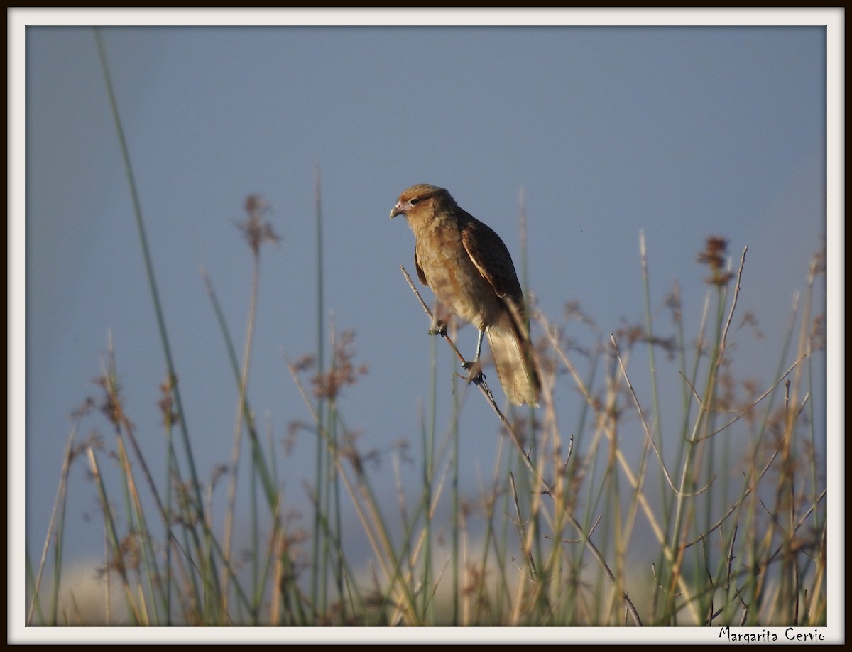 Chimango Caracara - Margarita  Cervio