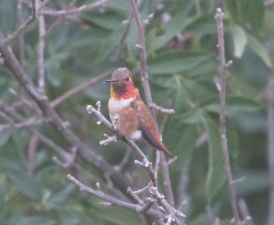 rødkolibri - ML329535961