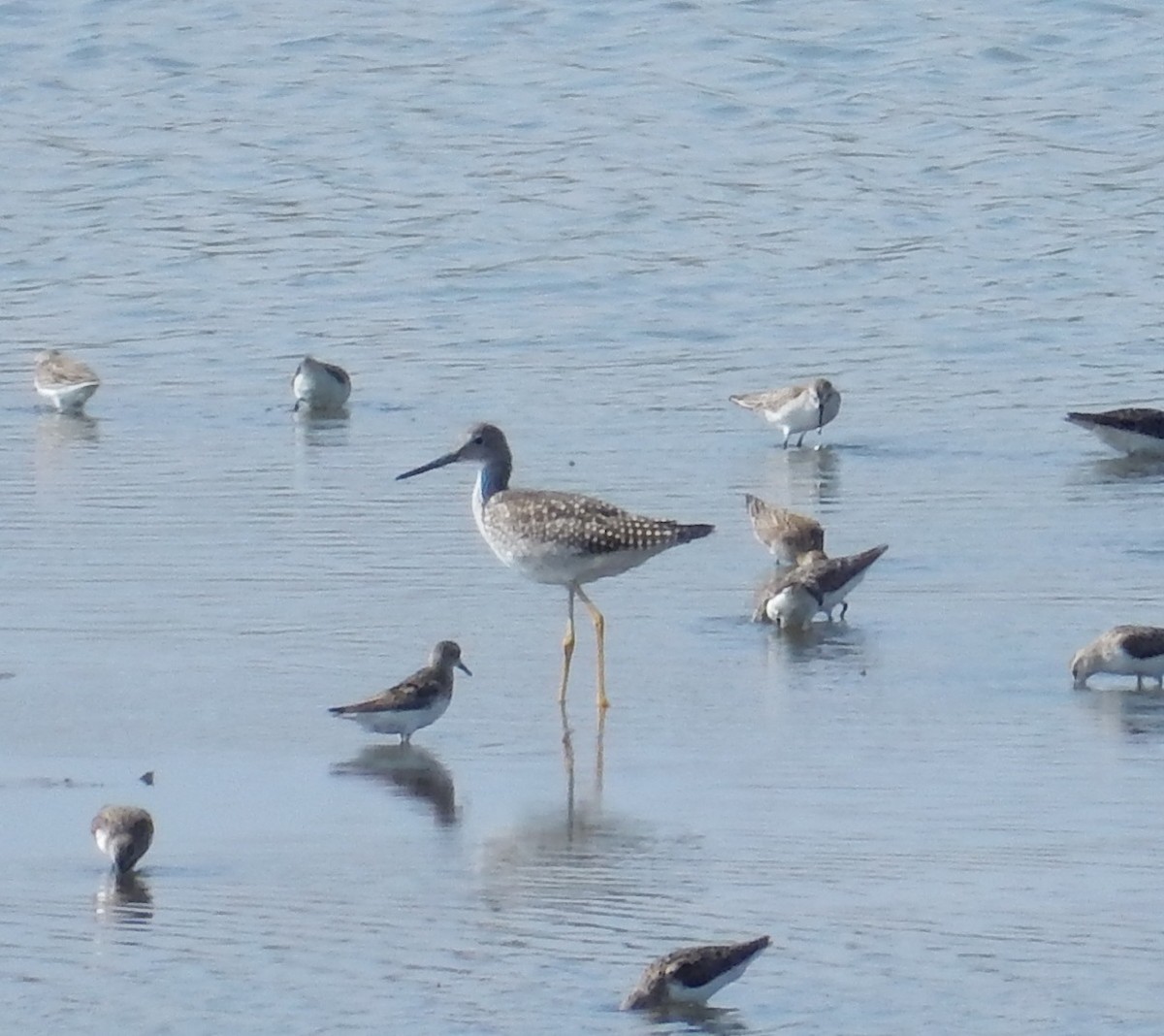 Greater Yellowlegs - ML32953611