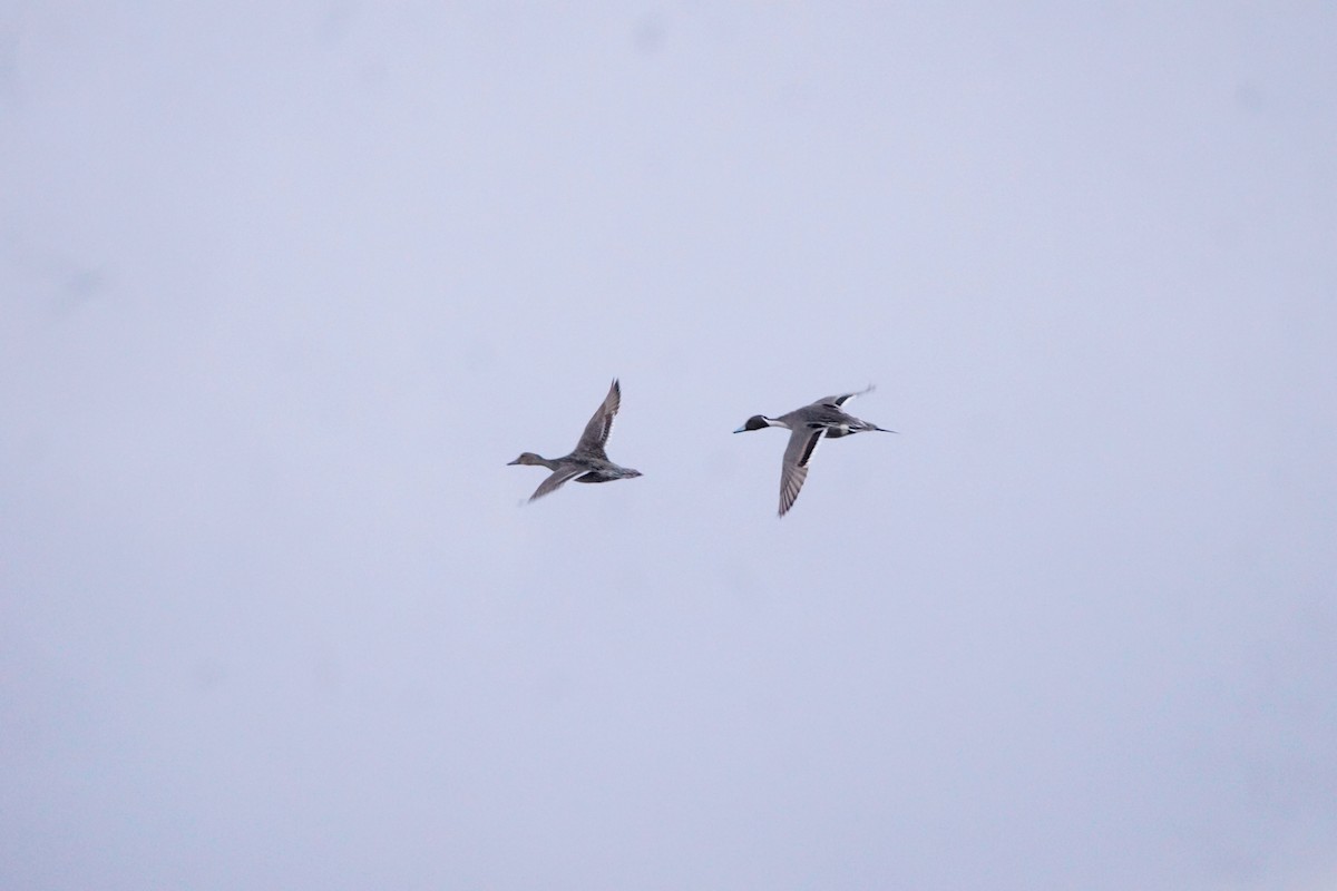 Northern Pintail - ML329536531