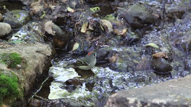 Ruby-crowned Kinglet - ML329537401