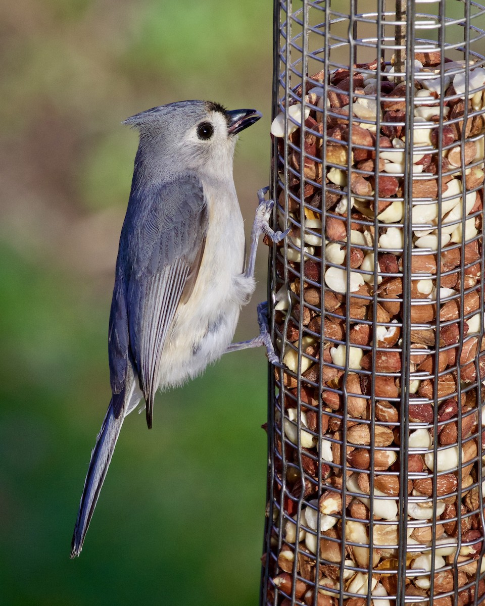 Tufted Titmouse - ML329537461