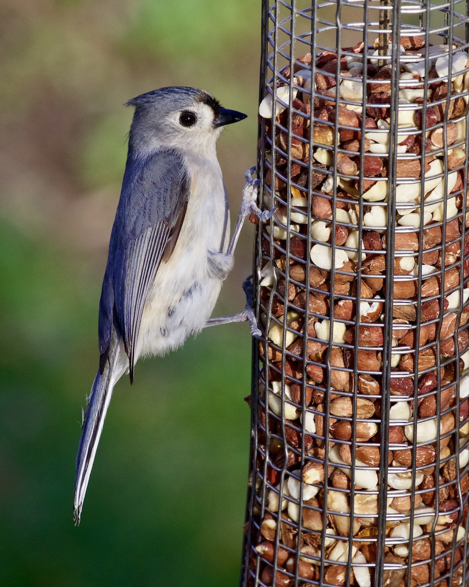 Tufted Titmouse - ML329537541